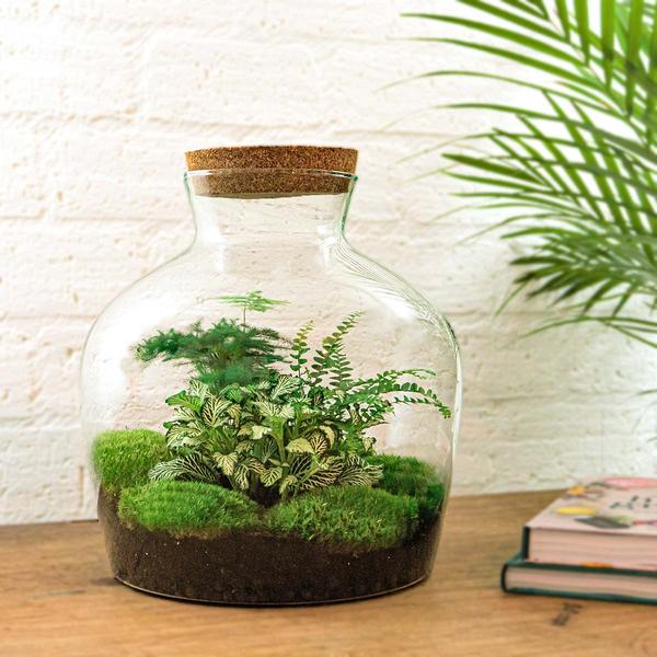 DIY terrarium - Fat Joe Groen - ↕ 30 cm - Rake + Shovel  BotanicBridge