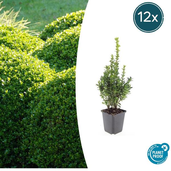 Buxus Sempervirens - ↕10-25cm - Ø9cm - 12x  BotanicBridge