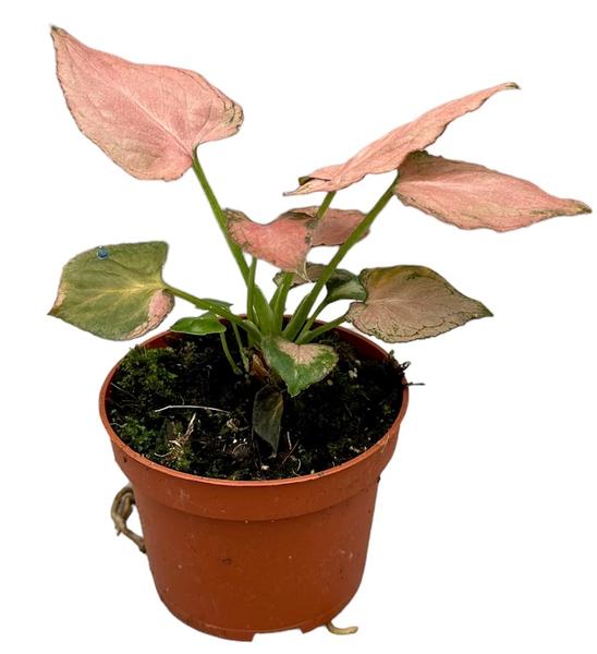 Syngonium Pink Perfection - Ø10,5cm - ↕15cm  BotanicBridge