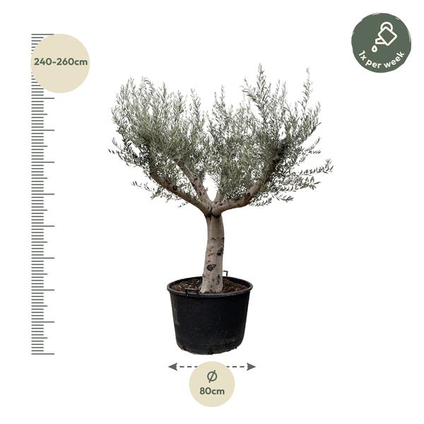 Olea Europaea Cultivo - 250cm- Ø80  BotanicBridge