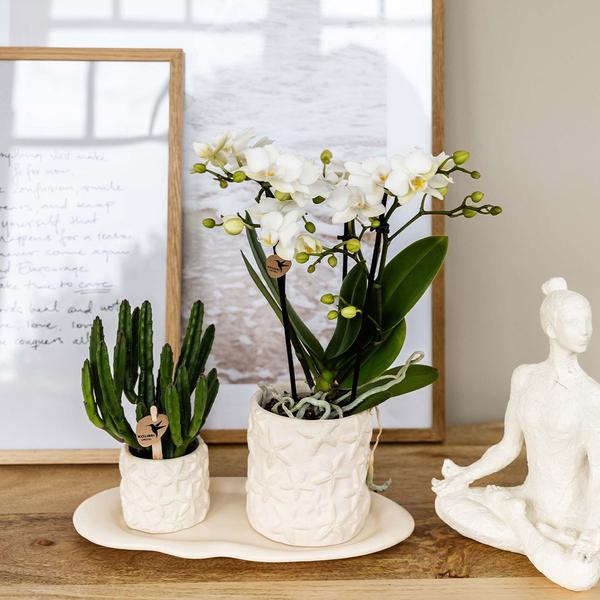 Kolibri Company | Plantenset Star Fish small | Witte Phalaenopsis Orchidee Lausanne en Succulent incl. keramieken sierpotten op wit organisch dienblad  BotanicBridge