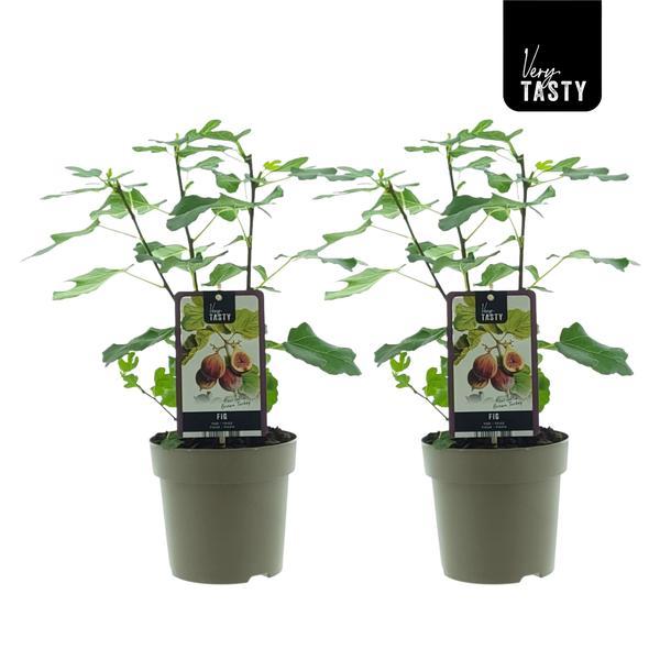 Ficus Brown Turkey (15018) - 2 stuks - Ø15cm - ↕40cm  BotanicBridge