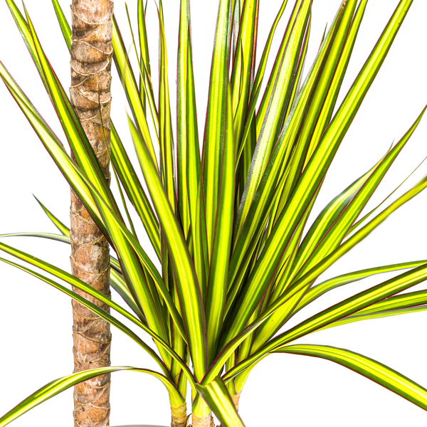 Dracaena Marginata Sunray Ø19cm - ↕80-100cm  BotanicBridge