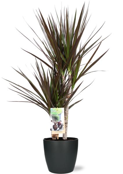 Dracaena Magenta - Ø17cm - ↕80cm + Pot Brussels D18x17cm - Antraciet  BotanicBridge