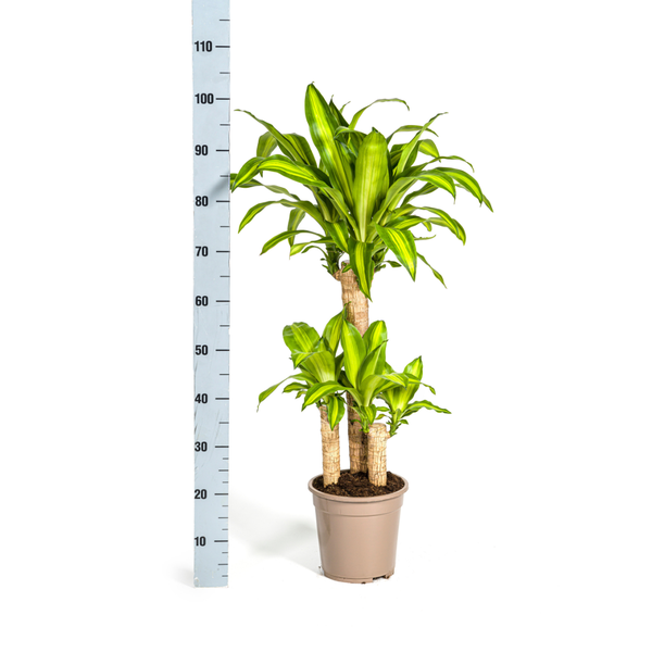 Dracaena Fragrans Massangeana Ø21cm - ↕100cm  BotanicBridge