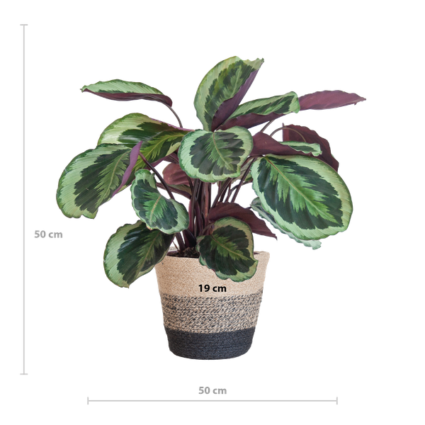 Calathea Medaillon met Lissabon mand zwart - 65cm - Ø19  BotanicBridge