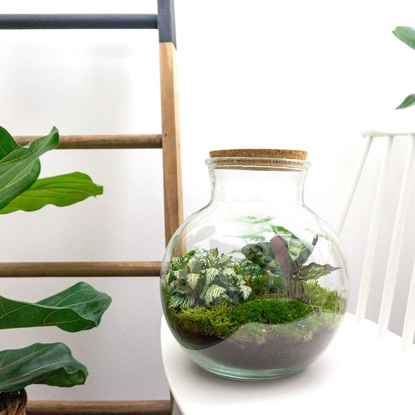 DIY terrarium - Teddy - ↕ 26,5 cm - Normal  BotanicBridge