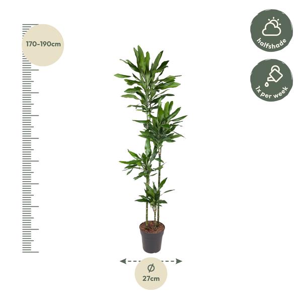 Dracaena Janet Lind - 180 cm - ø27  BotanicBridge