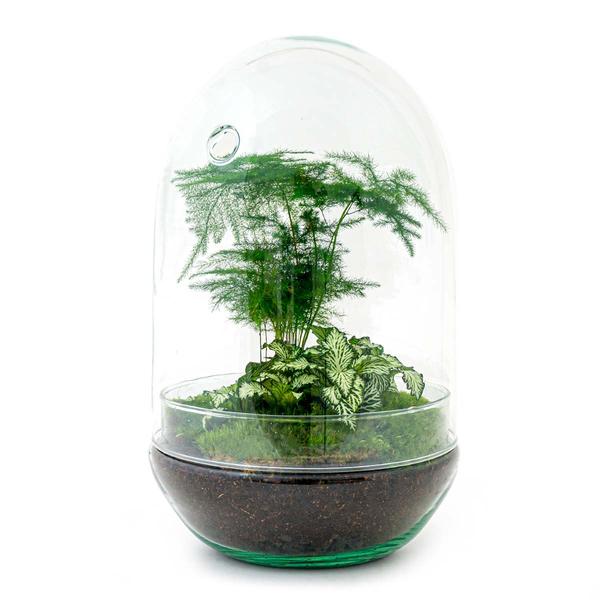 DIY terrarium - Egg XL - ↕ 30 cm  BotanicBridge