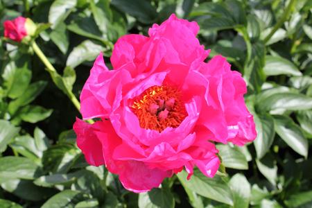 Paeonia 'Pantatay' - 2x  BotanicBridge