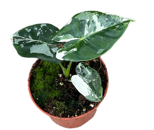 Alocasia Micholitziana Frydek - Ø10,5cm - ↕15cm  BotanicBridge