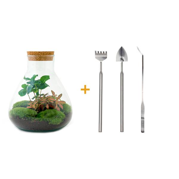 DIY terrarium - Sammie Coffea - ↕ 27 cm - Rake + Shovel + Tweezer  BotanicBridge