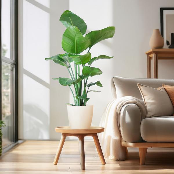 Strelitzia Nicolai met Viber pot wit - 80cm - Ø21  BotanicBridge