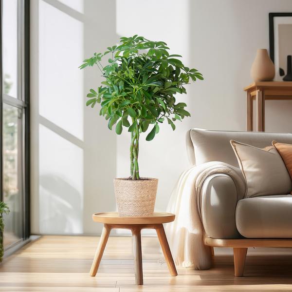 Schefflera Arab Nora met Mand Sofia naturel  - 70cm - Ø21  BotanicBridge