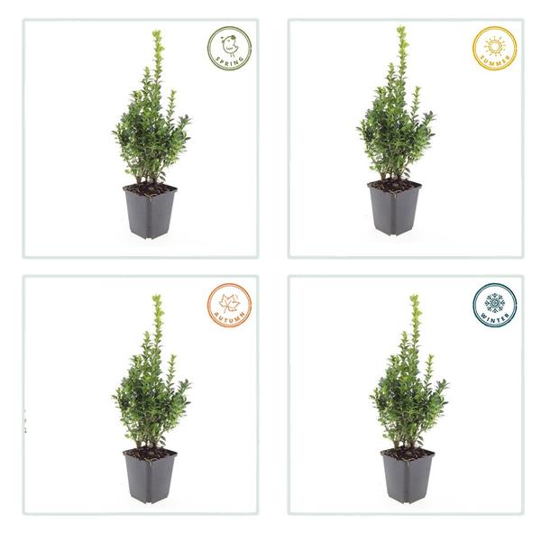 Buxus Sempervirens - ↕10-25cm - Ø9cm - 12x  BotanicBridge