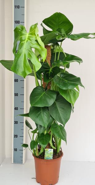 Monstera Mosstok - Ø19cm - ↕80cm  BotanicBridge