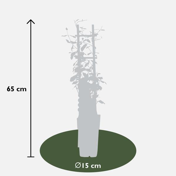 3x - Trachelospermum Mix - ↨65cm - Ø15  BotanicBridge