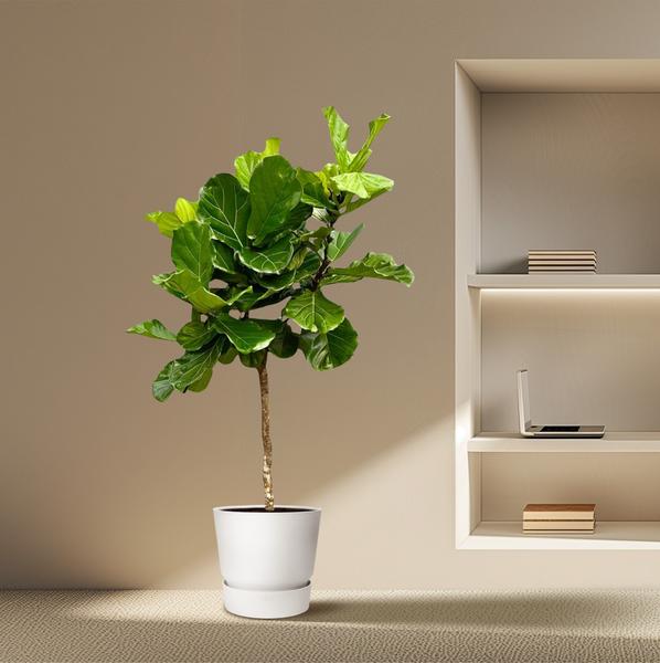 Ficus Lyrata boom XXL - 210 cm - ø40  BotanicBridge