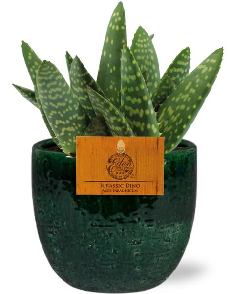 Aloe Paradisicum - Ø10,5cm - ↕15cm + Jolin Pot D11x12cm - Groen  BotanicBridge