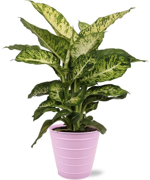 Dieffenbachia Mars - Ø17cm - ↕50cm + Bodhi Pot D18x17cm - Roze  BotanicBridge