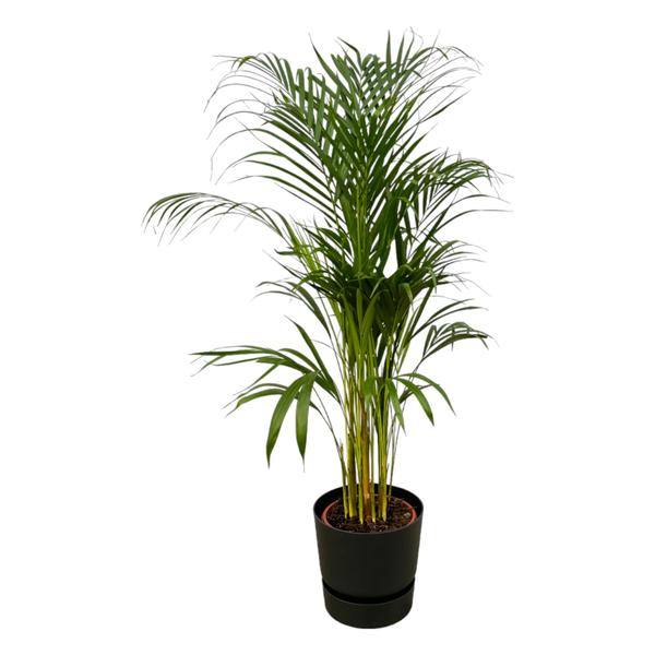 Areca palm - ↨110cm - Ø21cm inclusief elho Greenville Round zwart D24xH23  BotanicBridge