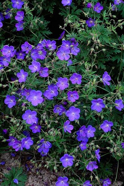 Geranium 'Johnson's Blue' - ↕10-25cm - Ø9cm - 40x  BotanicBridge