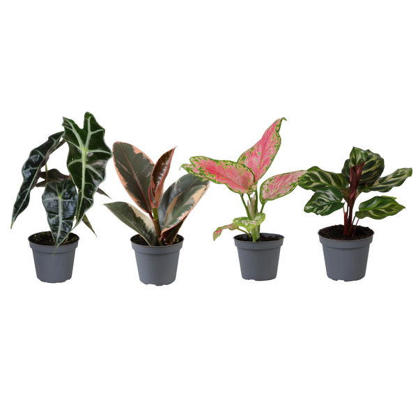 Baby Plantjes Verrassingsbox - Ø6cm - ↕12cm - x4  BotanicBridge