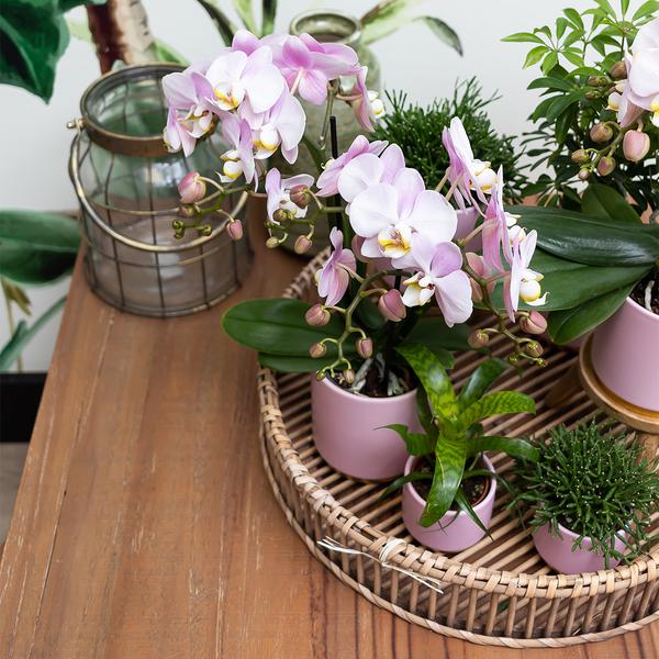 Kolibri Home | Gold foot pink bloempot - Roze keramieken sierpot met gouden rand - Ø9cm  BotanicBridge