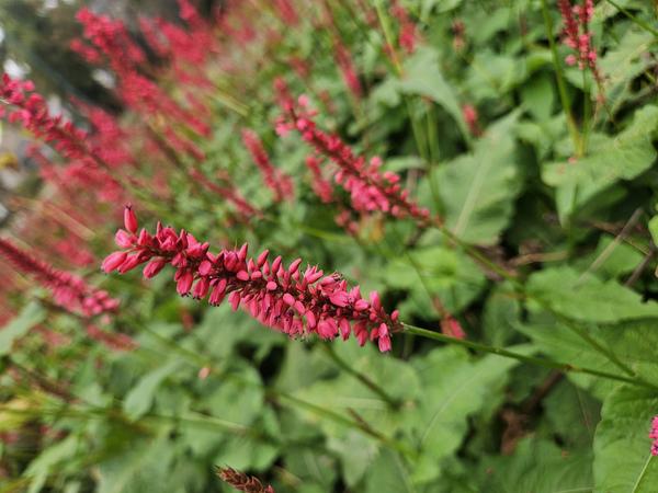 Persicaria amplexicaulis - ↕10-25cm - Ø9cm - 40x  BotanicBridge