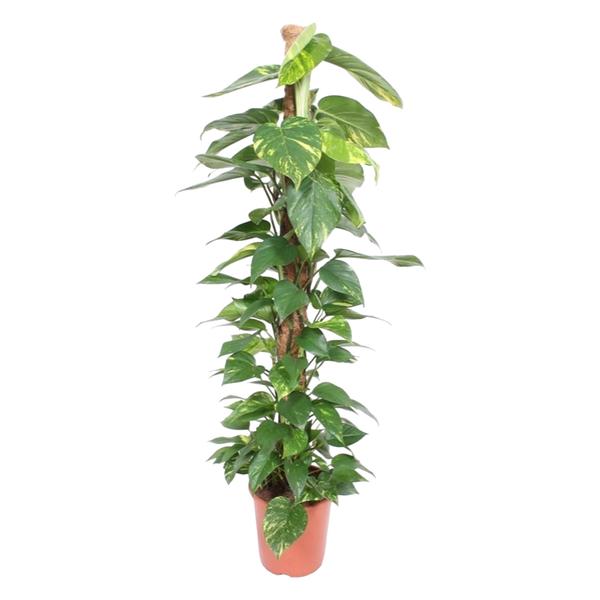 Epipremnum Aureum mosstok - 150 cm - ø27  BotanicBridge