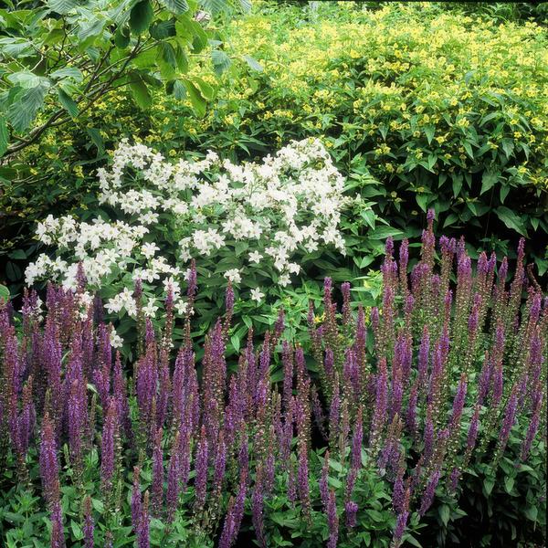 Salvia nem. 'Ostfriesland' - ↕10-25cm - Ø9cm - 20x  BotanicBridge