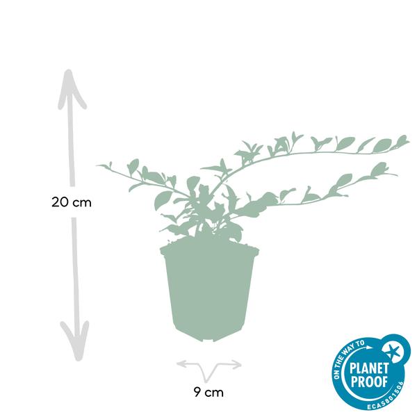 Cotoneaster dam. 'Major' - ↕25cm - Ø9cm  - 6x  BotanicBridge