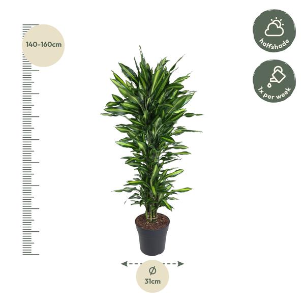 Dracaena Cintho vertakt - 150 cm - ø31  BotanicBridge