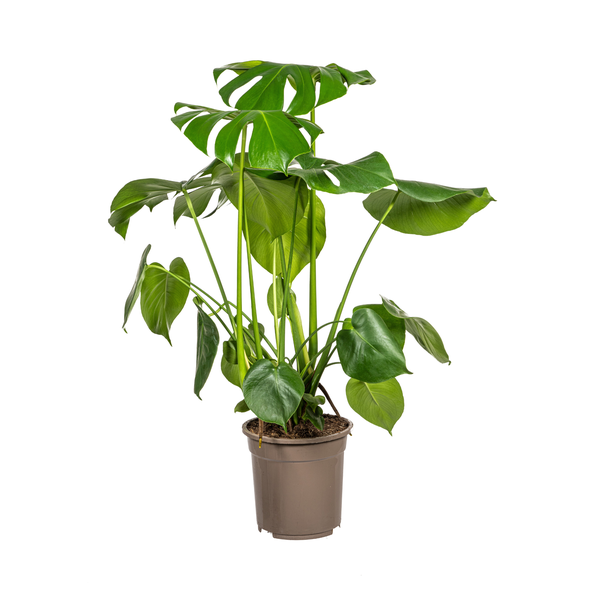 Monstera Deliciosa Tauerii Ø21cm - ↕80cm  BotanicBridge