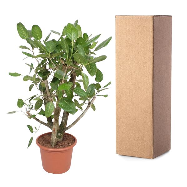 Ficus Benghalensis vertakt - 140 cm - ø40  BotanicBridge