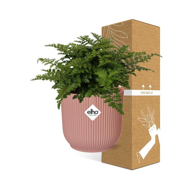 Asplenium Parvati in ELHO Vibes Fold 14cm roze  BotanicBridge