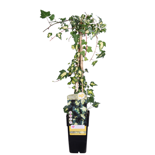 Hedera colchica 'Dentata Variegata' - Ø15cm - ↕65cm  BotanicBridge