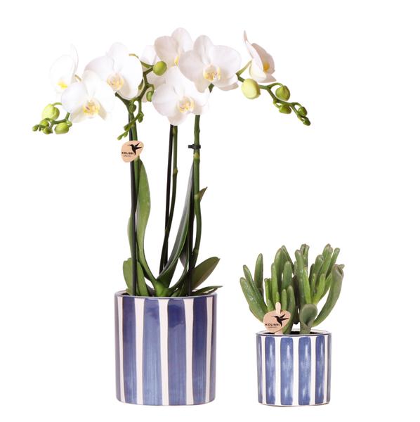 Kolibri Orchids | Set van witte Phalaenopsis orchidee Amabilis en Succulent Crassula Hobbit in Painted Stripe pot blauw - potmaat Ø9cm + Ø6cm | bloeiende kamerplant - vers van de kweker  BotanicBridge