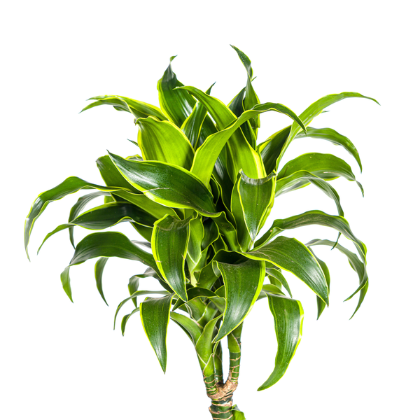 Dracaena Deremensis Dorado Ø24cm - ↕130cm  BotanicBridge