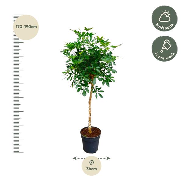 Schefflera op stam - 180cm - ø35  BotanicBridge