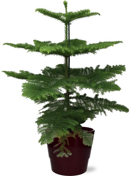 Araucaria Heterophylla - Ø21cm - ↕70cm + Pot Basic D22x19cm - Bordeaux  BotanicBridge