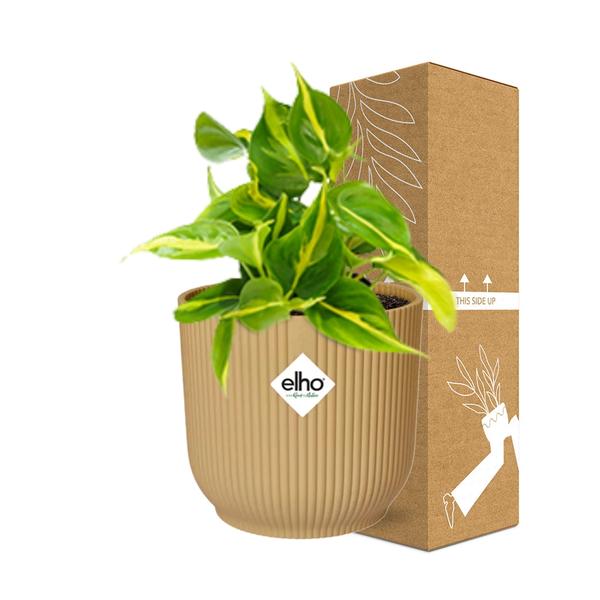 Philodendron Scandens ‘Brasil’ in ELHO Vibes Fold 14cm geel  BotanicBridge