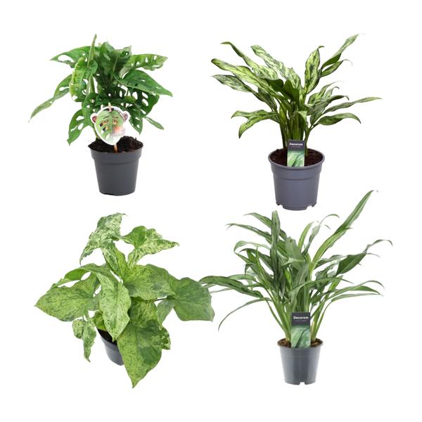 Groen mix 4 planten - Monstera obliqua 'Monkey Leaf' - 25 cm - ø12 - Aglaonema Juliette - 40 cm - ø12 - Syngonium Mottled - 25 cm - ø12 - Aglaonema Cutlass - 40 cm - ø12  BotanicBridge