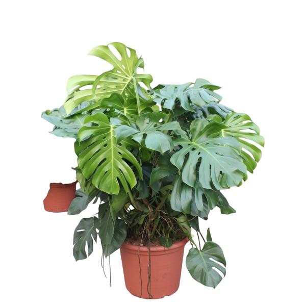 Monstera Deliciosa XXXL - 130 cm - ø55  BotanicBridge