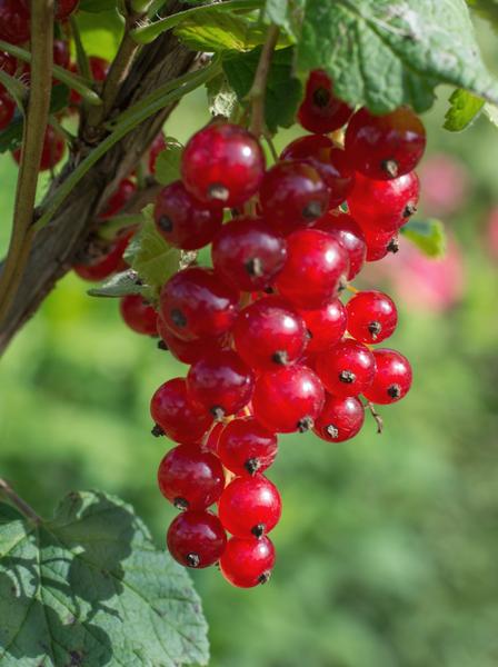 Ribes rubrum 'Jonkheer van Tets' - Aalbes - Ø13cm - ↕45cm  BotanicBridge