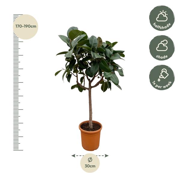 Ficus Elastica Robusta op stam - 200 cm - ø40  BotanicBridge