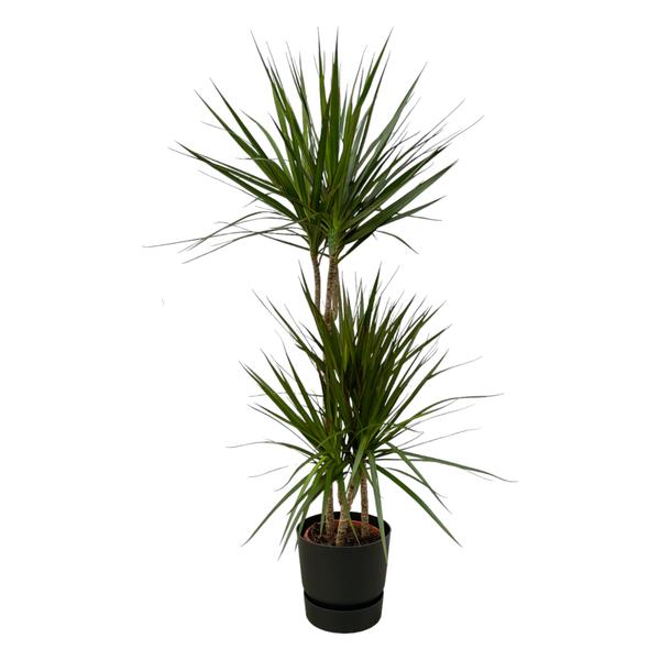 Dracaena Marginata - ↨120cm - Ø21cm inclusief elho Greenville Round zwart D24xH23  BotanicBridge