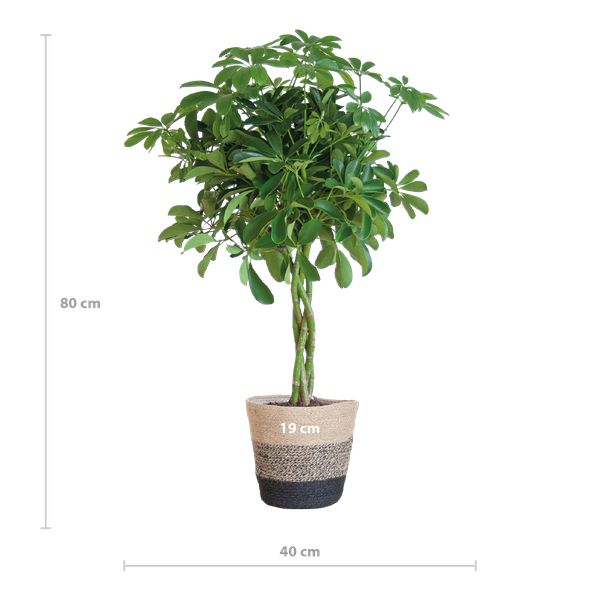 Schefflera Arab Nora met Mand Lissabon zwart - 70cm - Ø21  BotanicBridge