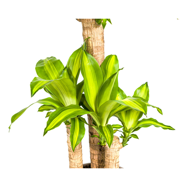 Dracaena Fragrans Massangeana Ø21cm - ↕100cm  BotanicBridge