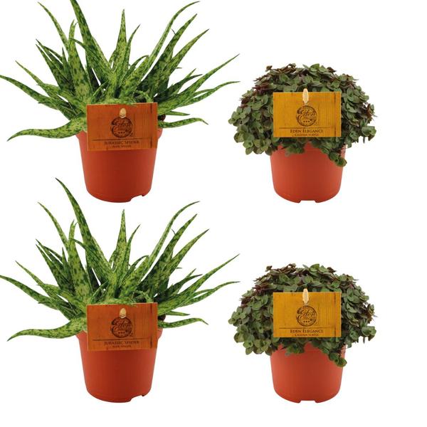 2x Aloe Spider + 2x Callisia Turtle - 4 stuks - Ø10.5cm - ↕10cm  BotanicBridge